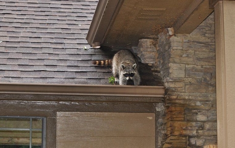 raccoon_on_roof_digging