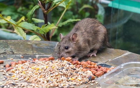 Rat eating seeds on table