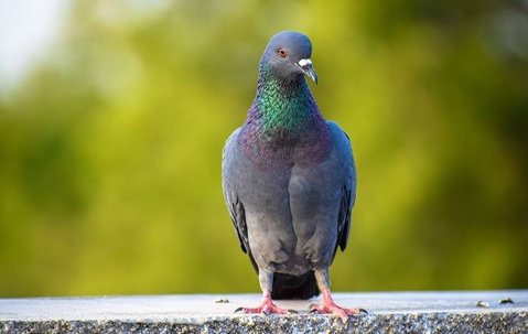 Pigeon on the edge of a rock