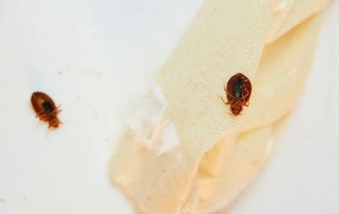 Bed bugs in San Diego county