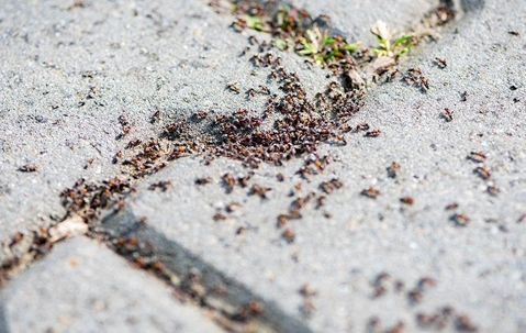 Ants all over a side walk