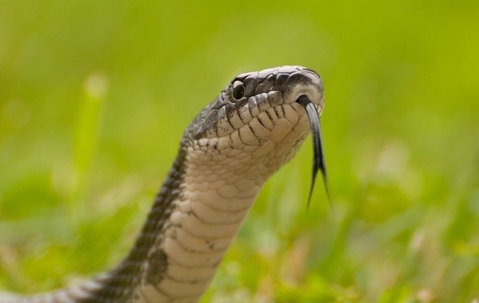 black rat snake tasting the air