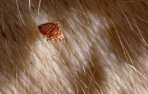 Bed bug crawling on skin