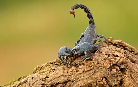 Emperor Scorpion