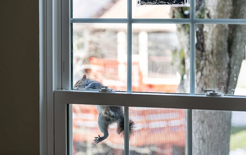 Squirrel on the window