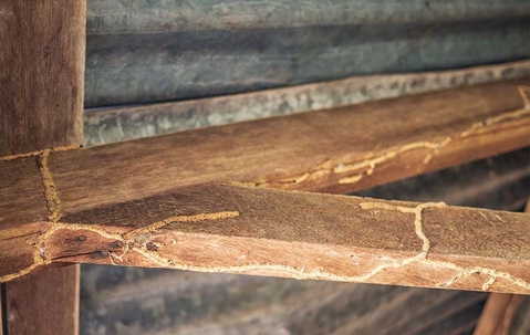 Termite damage on beams
