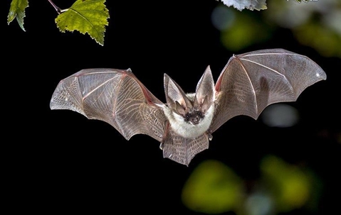 bat flying