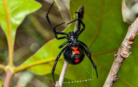 black widow spider