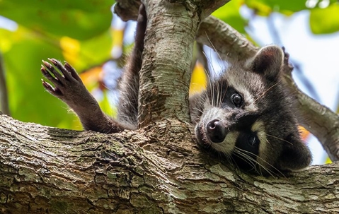 raccoon on a tree