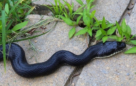 rat snake on thepavement
