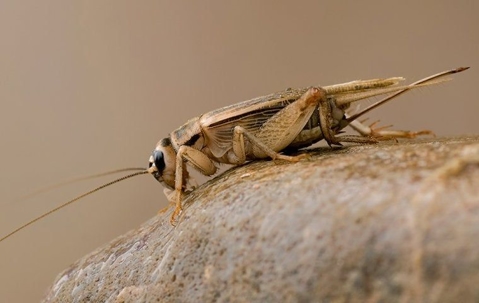 Cricket crawling on a rock
