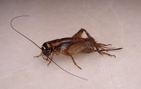 House cricket on kitchen counter