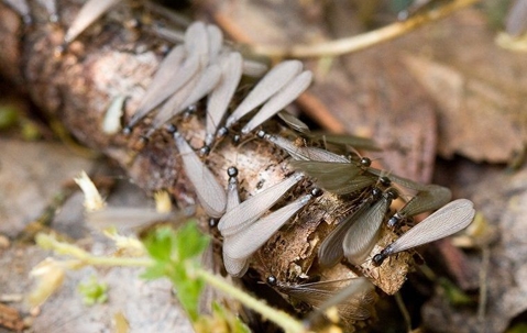 Termite swarmers crawling on the ground