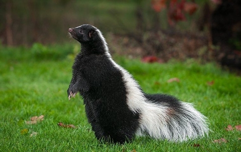 skunk in yard looking for food