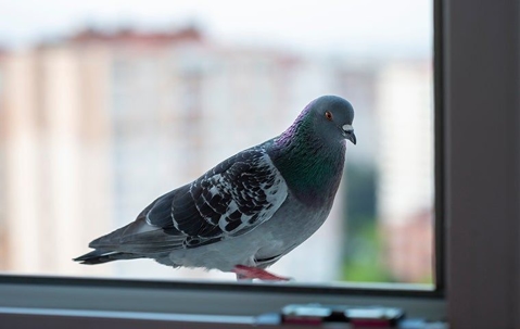 pigeon on a window