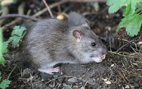 rat on the ground