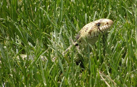 bull snake in grass