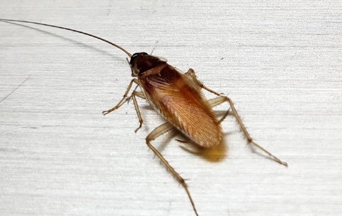 German cockroach crawling