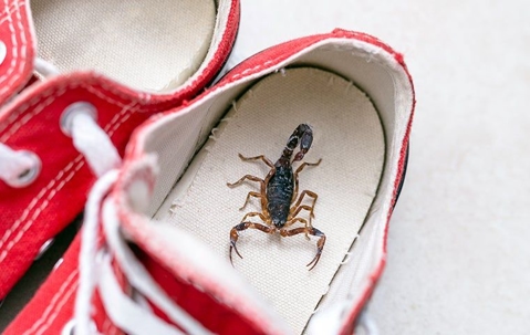 scorpion in the bottom of a sneaker