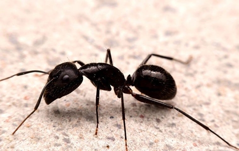 Close up black ant