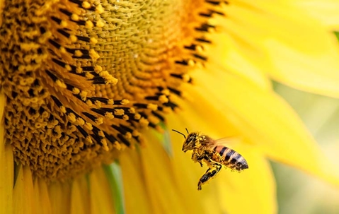 Bee pollenating flower