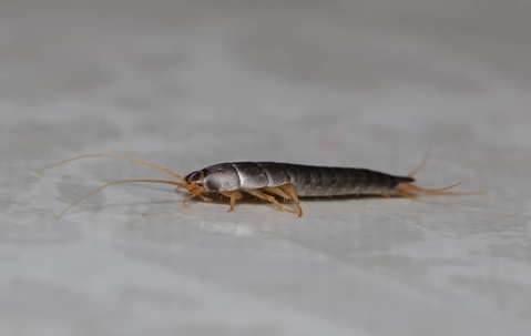 Silverfish prevention
