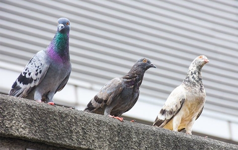 pigeons on a cement ledge