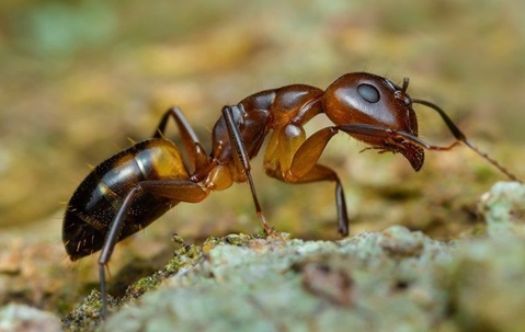 Ant in los angeles county