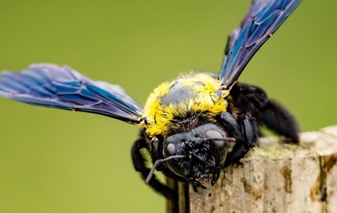 carpenter bee