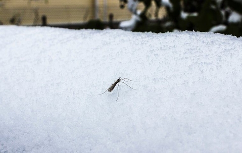 Mosquito on snowy ledge