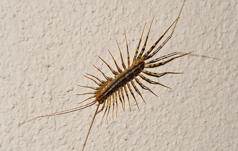 House centipede crawling on bathroom wall
