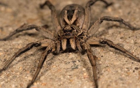 wolf spiders