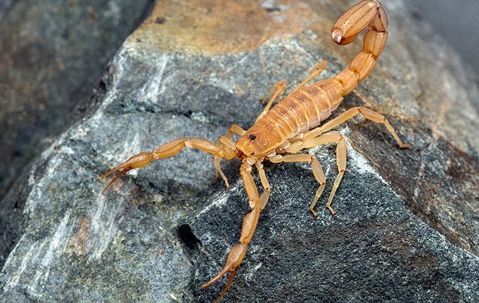 scorpion up close on rock