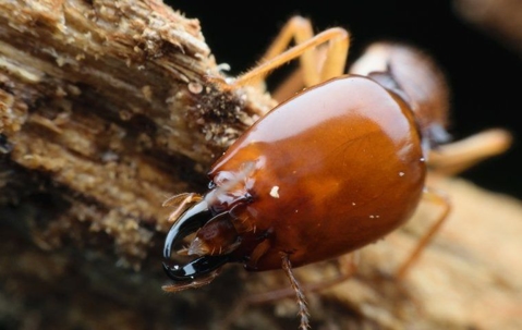 Termite on wood in orange county