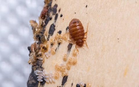 Bed bugs in mattress