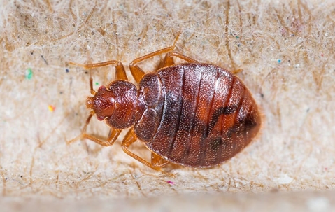 Bed bug on mattress