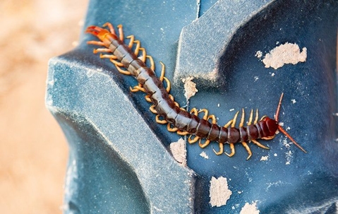 centipede on a tire tread