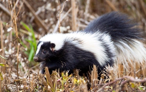 A skunk in dead grass