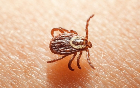 dog tick crawling on skin