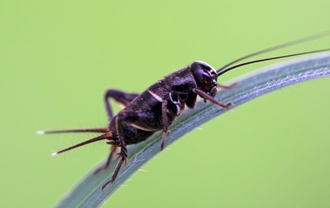 Field cricket on a blade of grass
