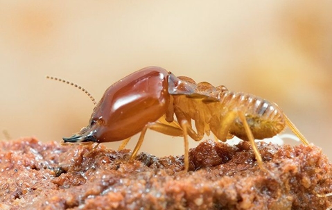 Termite crawling