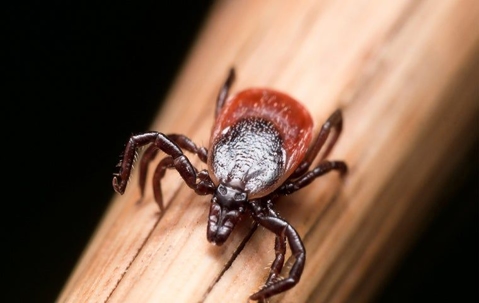 Ways to stay tick free