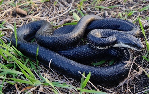 Curled up rat snake