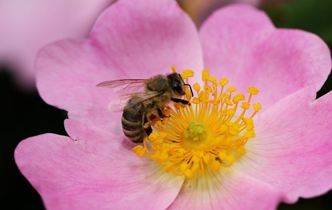 Honey bee pollinating a flower