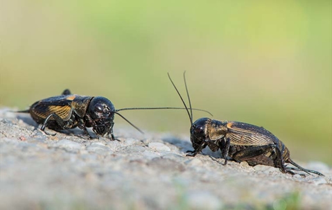 field crickets on path
