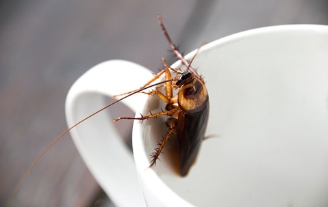 Cockroach in a mug