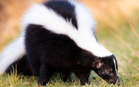 Skunk looking for food