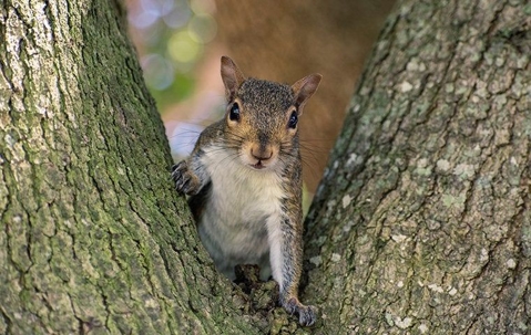 Gray quirrel in tree