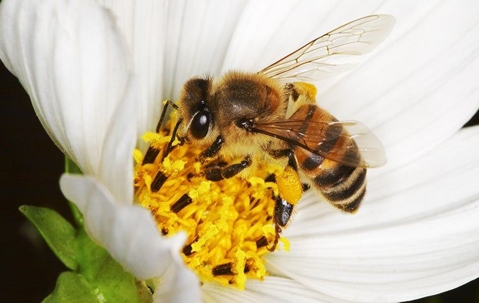 Bee getting pollin from a white flower