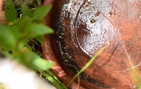 Water in bottom of plant pot